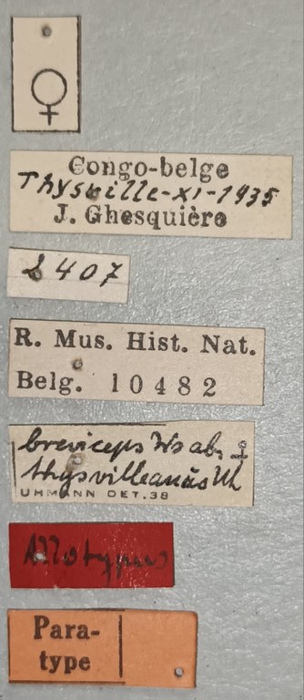 Cryptonychus breviceps thysvilleanus F Pt Labels.jpg