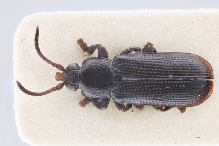 Cryptonychus breviceps thysvilleanus M T D.jpg