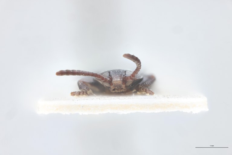 Cryptonychus breviceps thysvilleanus M T F-V.jpg