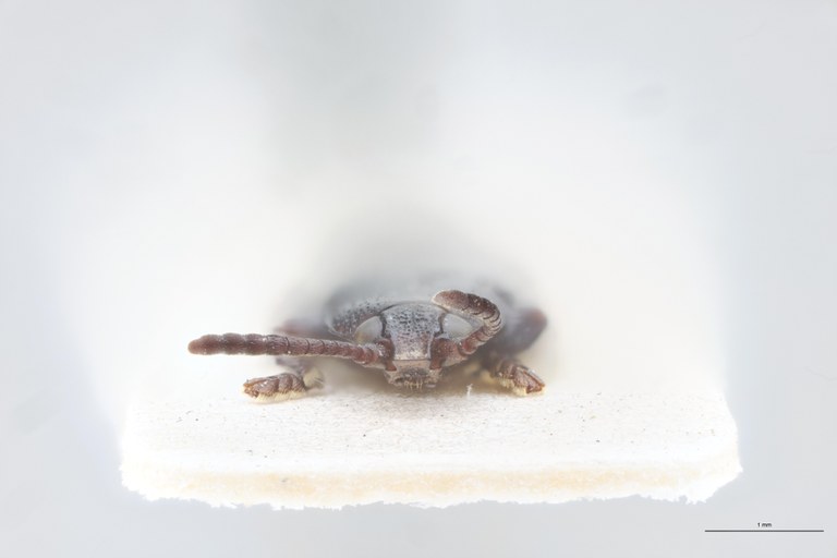 Cryptonychus breviceps thysvilleanus M T F.jpg