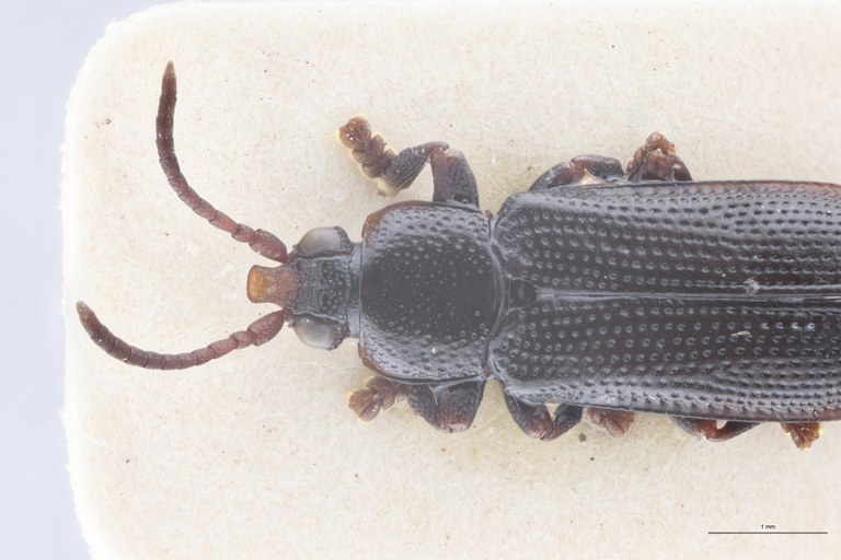 Cryptonychus breviceps thysvilleanus M T Head-Close-Up.jpg