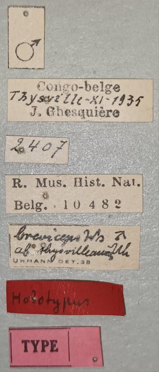 Cryptonychus breviceps thysvilleanus M T Labels.jpg