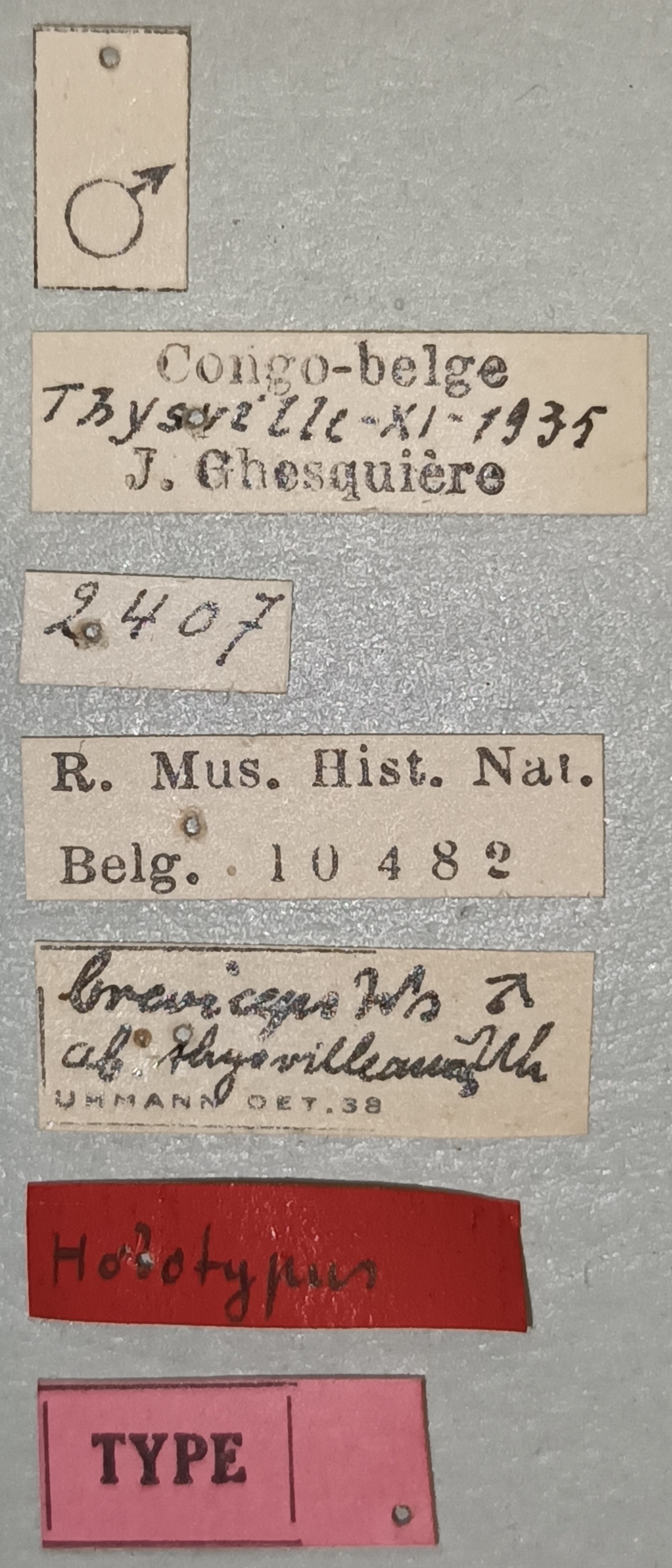 Cryptonychus breviceps thysvilleanus M T Labels.jpg