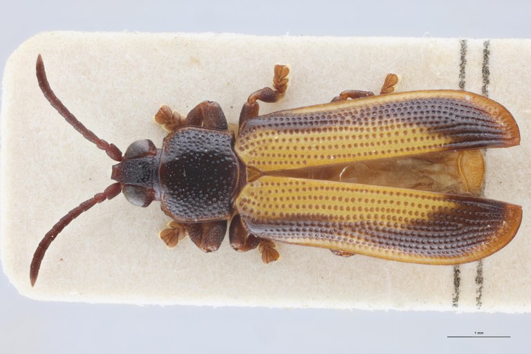 Cryptonychus exiguus F At D.jpg