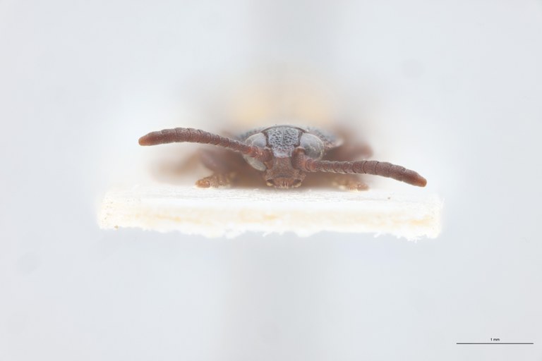 Cryptonychus exiguus F At F-V.jpg