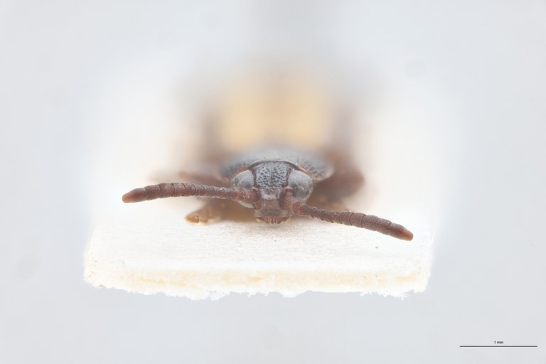 Cryptonychus exiguus F At F.jpg