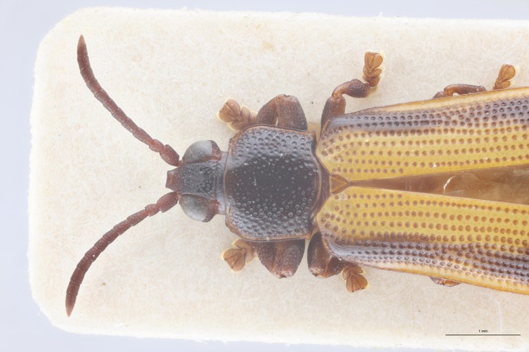 Cryptonychus exiguus F At Head-Close-Up.jpg