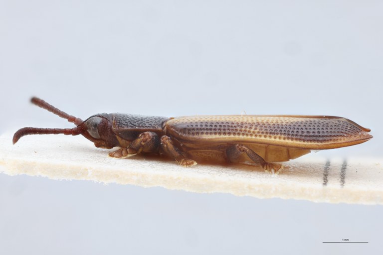 Cryptonychus exiguus F At L.jpg