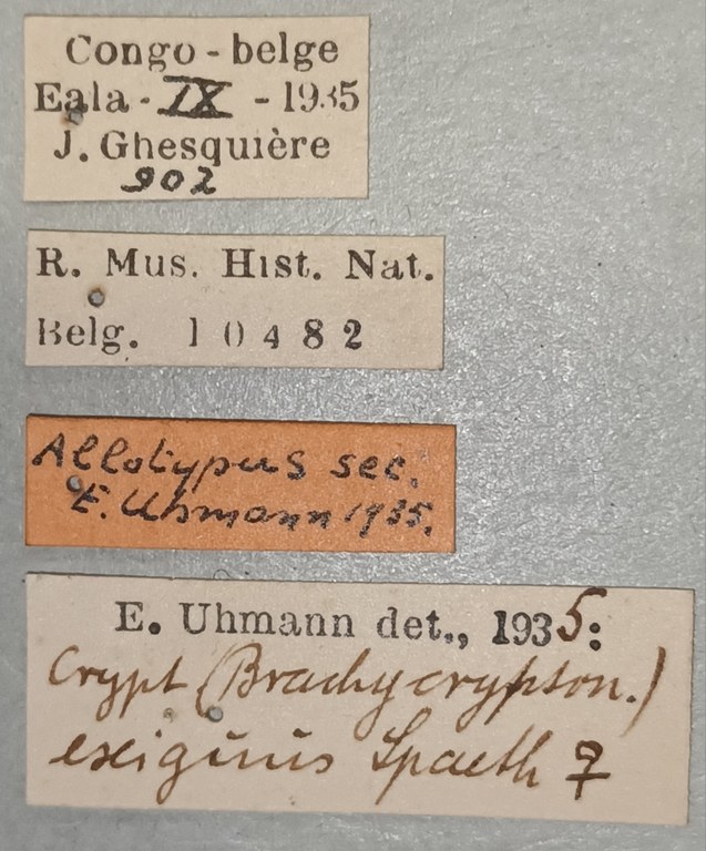 Cryptonychus exiguus F At Labels.jpg