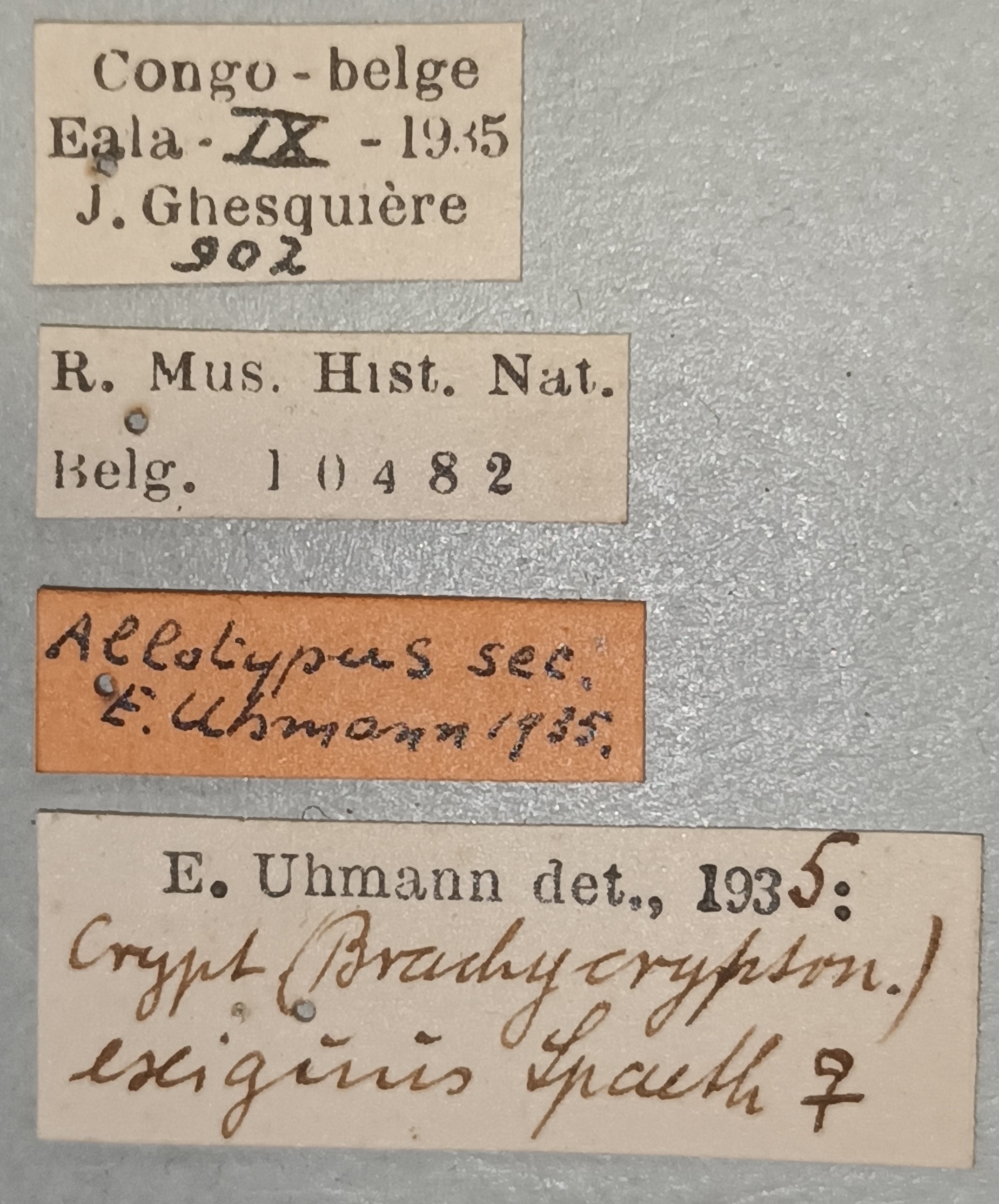 Cryptonychus exiguus F At Labels.jpg