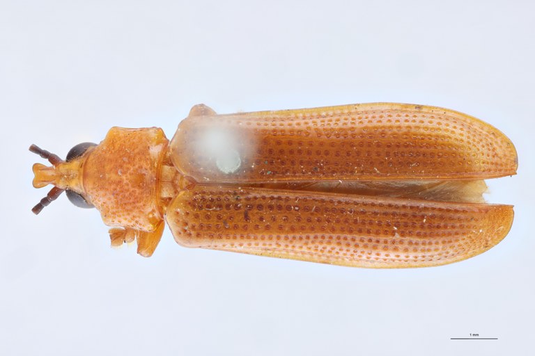 Cryptonychus feae Pt D.jpg