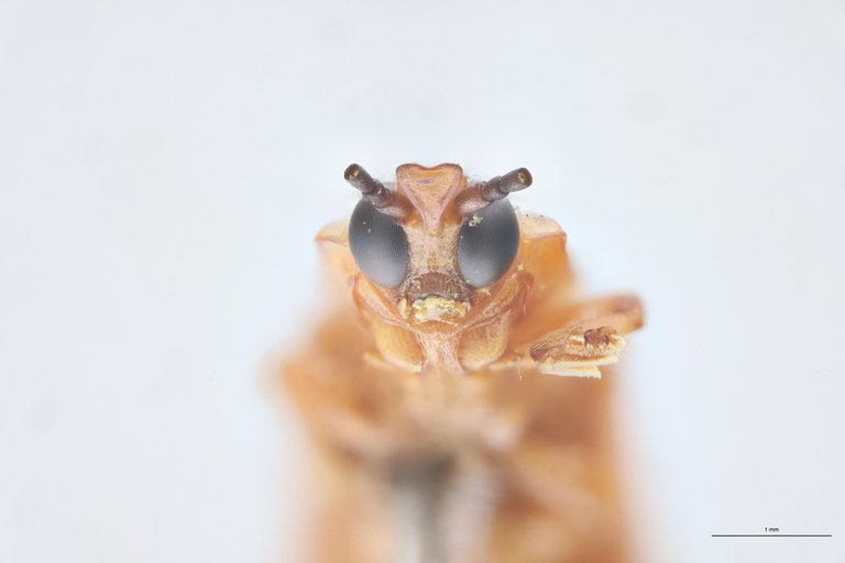 Cryptonychus feae Pt F-V.jpg