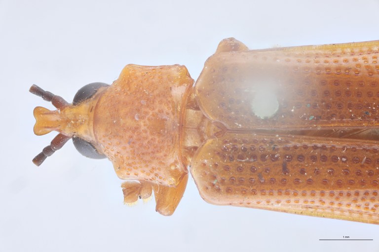 Cryptonychus feae Pt Head-Close-Up.jpg