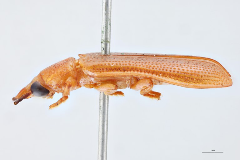 Cryptonychus feae Pt L.jpg