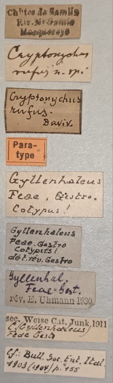 Cryptonychus feae Pt Labels.jpg