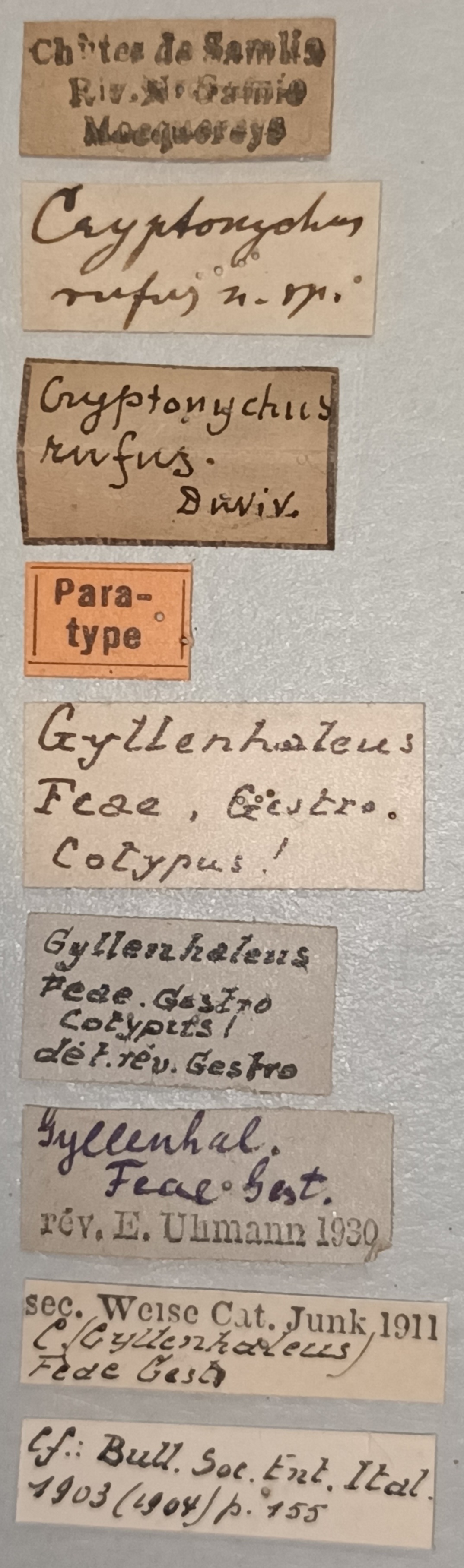 Cryptonychus feae Pt Labels.jpg