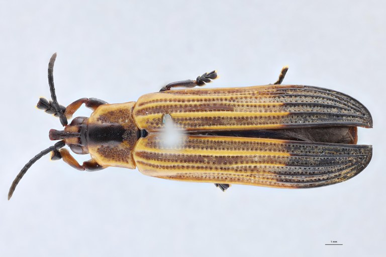 Cryptonychus murrayi cornuta F Pt D.jpg