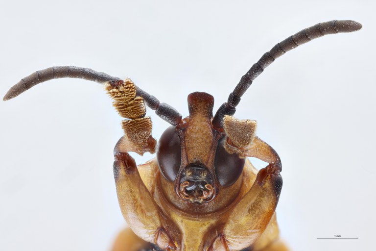 Cryptonychus murrayi cornuta F Pt F-V.jpg