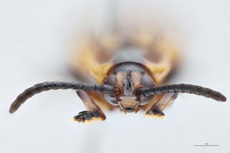 Cryptonychus murrayi cornuta F Pt F.jpg