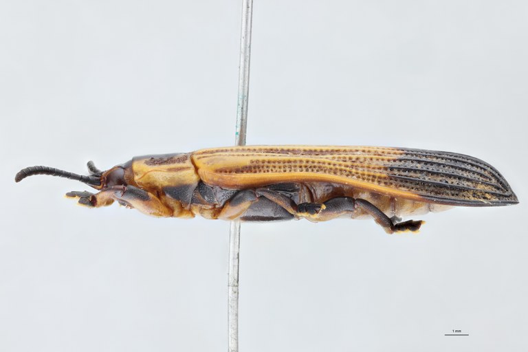 Cryptonychus murrayi cornuta F Pt L.jpg