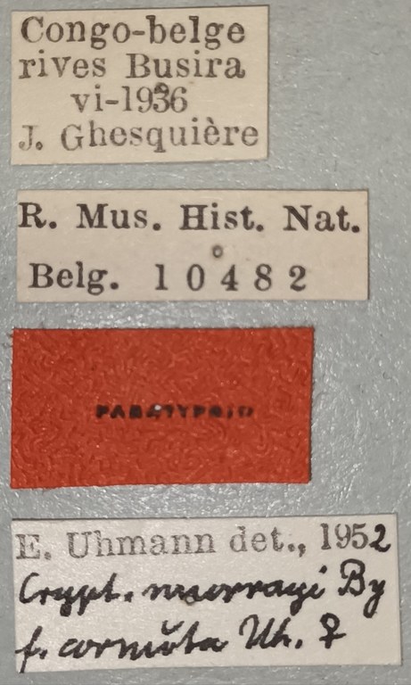 Cryptonychus murrayi cornuta F Pt Labels.jpg