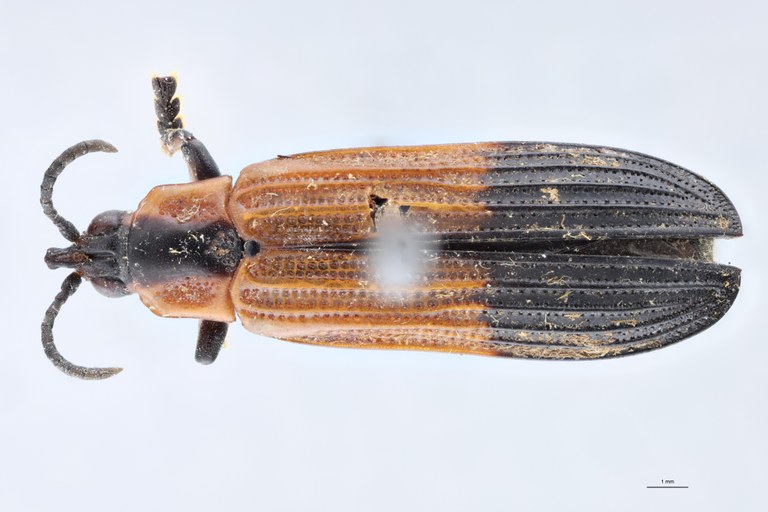 Cryptonychus murrayi cornuta M Pt D.jpg