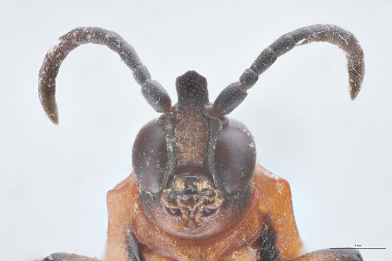 Cryptonychus murrayi cornuta M Pt F-V.jpg