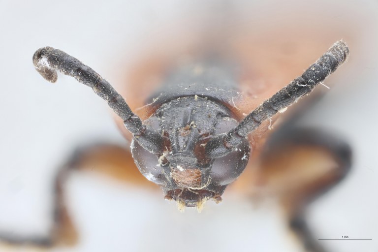 Cryptonychus murrayi cornuta M Pt F.jpg