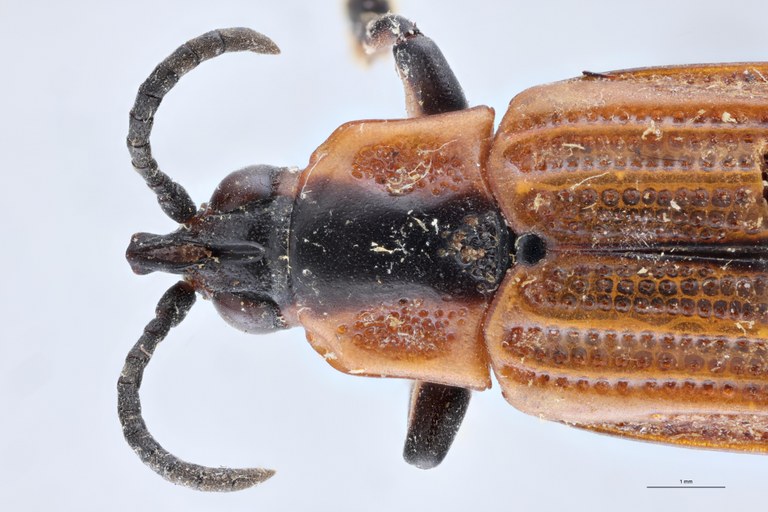 Cryptonychus murrayi cornuta M Pt Head-Close-Up.jpg