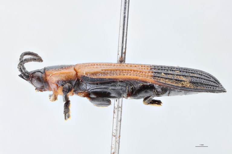 Cryptonychus murrayi cornuta M Pt L.jpg