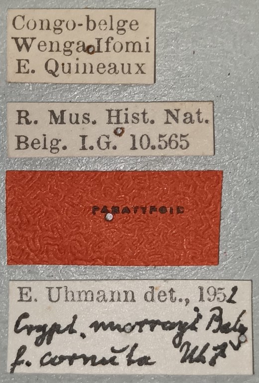 Cryptonychus murrayi cornuta M Pt Labels.jpg