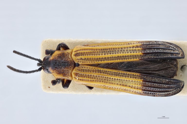 Cryptonychus striolatus F Pt D.jpg