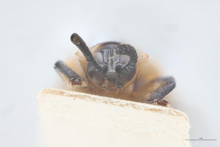 Cryptonychus striolatus F Pt F-V.jpg