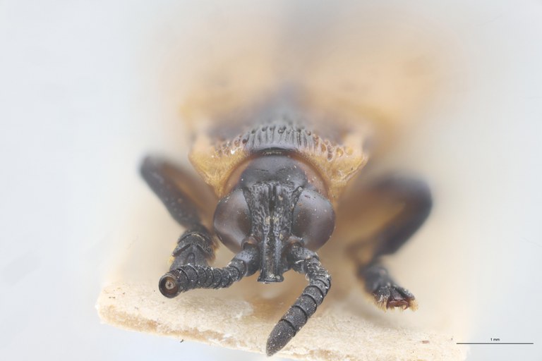 Cryptonychus striolatus F Pt F.jpg