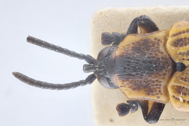 Cryptonychus striolatus F Pt Head-Close-Up.jpg