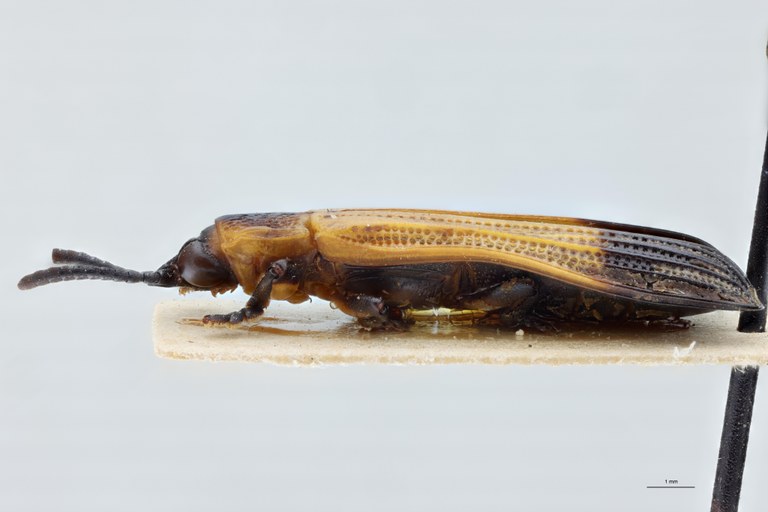 Cryptonychus striolatus F Pt L.jpg