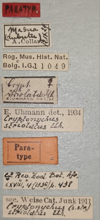 Cryptonychus striolatus F Pt Labels.jpg