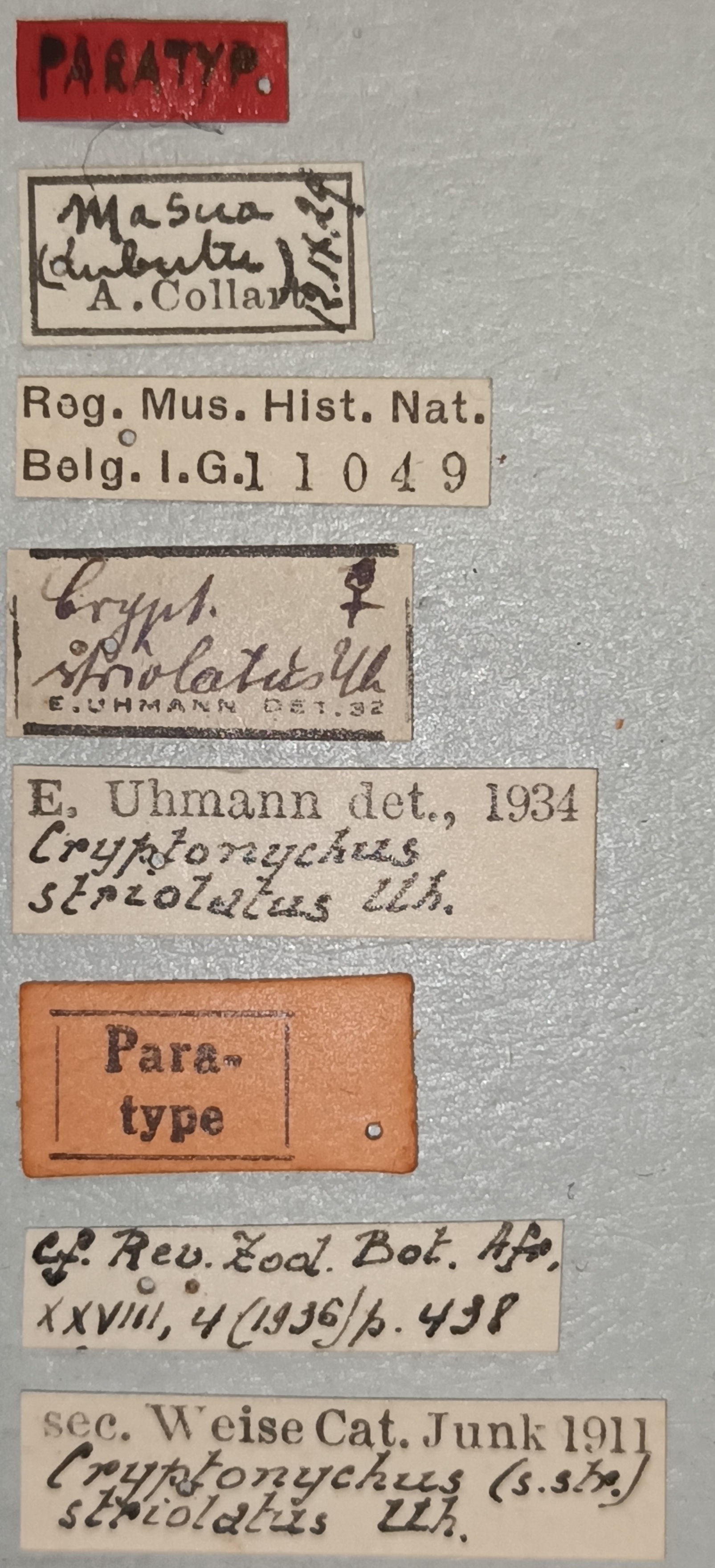 Cryptonychus striolatus F Pt Labels.jpg