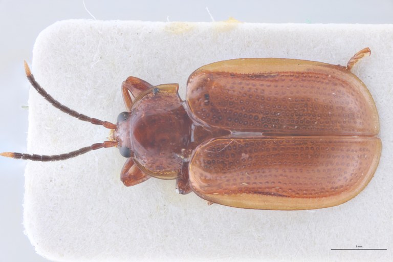 Demothispa latifrons Ex-T D.jpg