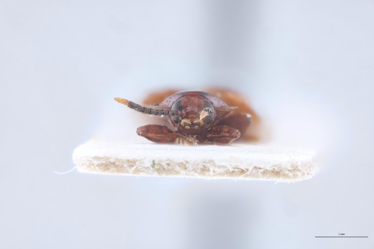 Demothispa latifrons Ex-T F.jpg