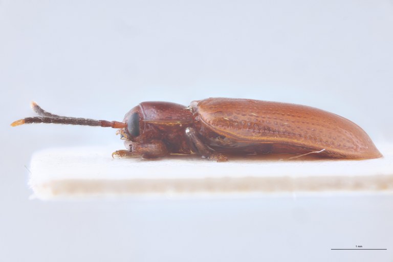 Demothispa latifrons Ex-T L.jpg