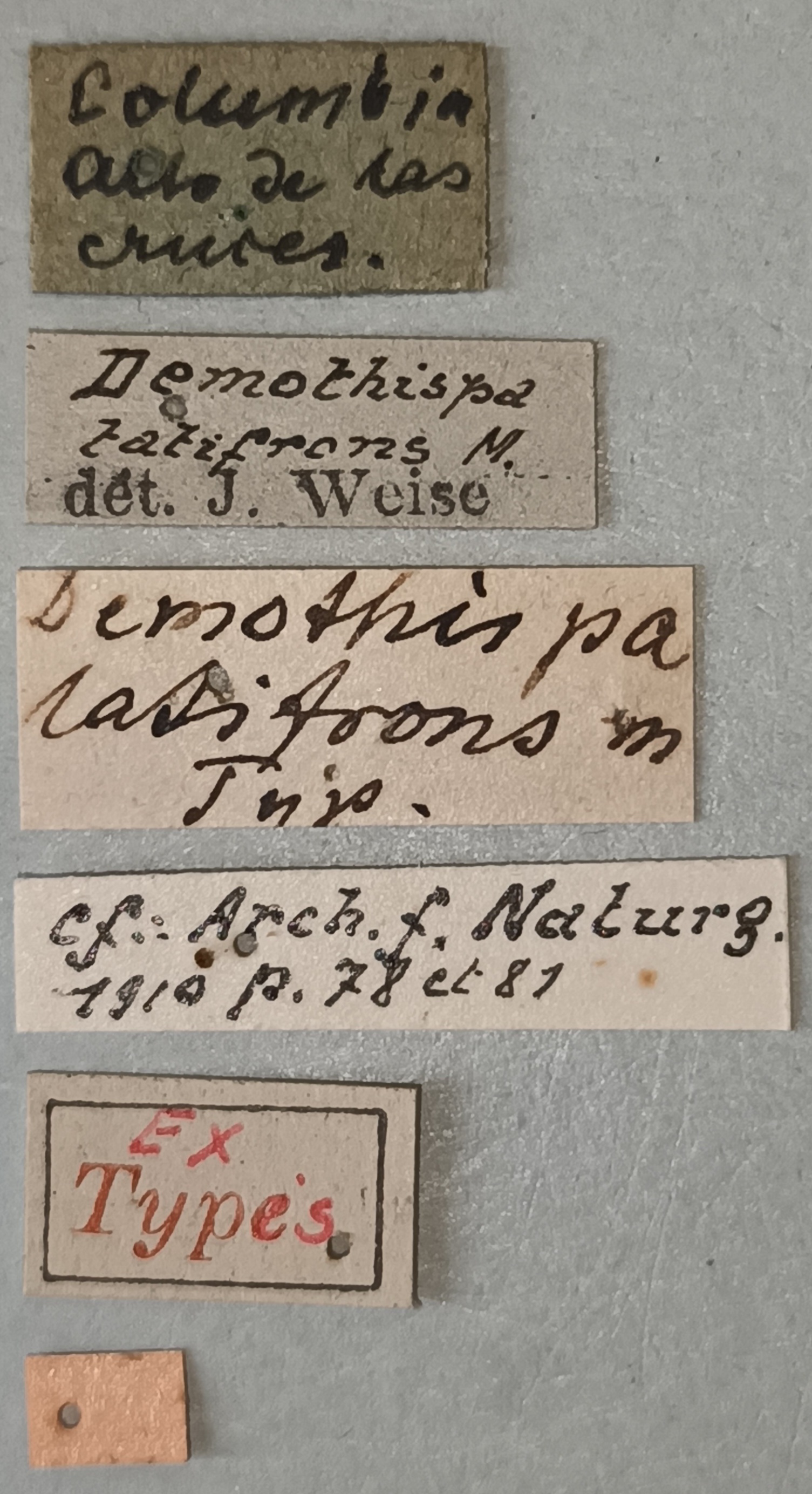 Demothispa latifrons Ex-T Labels.jpg