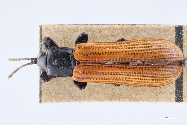 Downesia fulvipennis Ex-T D.jpg