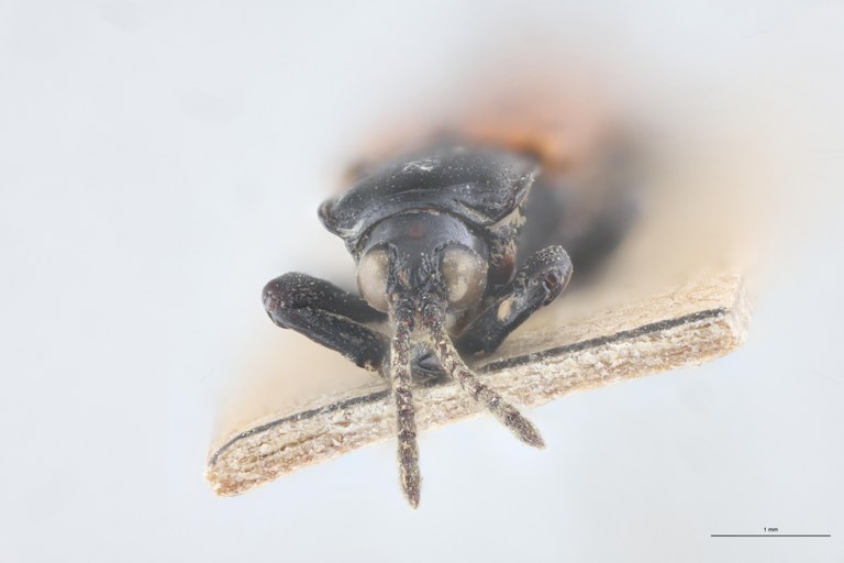 Downesia fulvipennis Ex-T F.jpg
