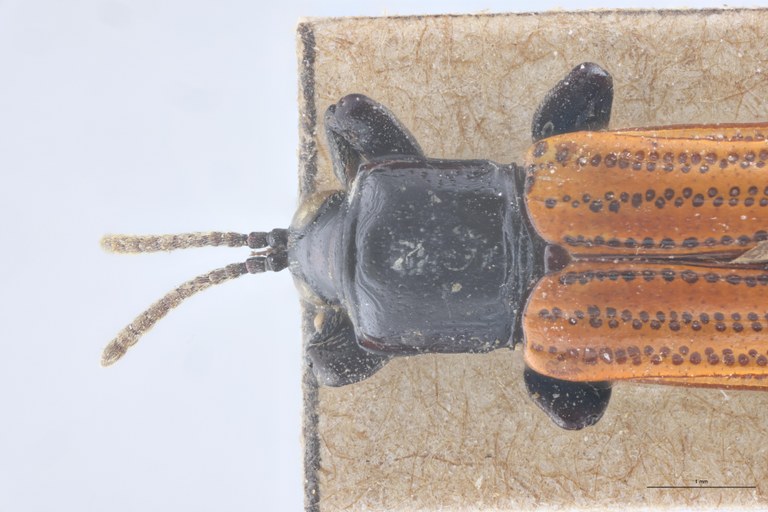 Downesia fulvipennis Ex-T Head-Close-Up.jpg