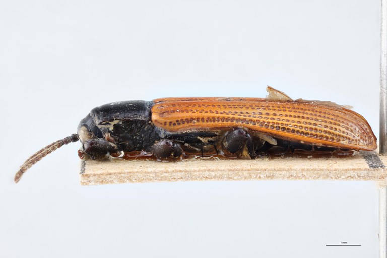 Downesia fulvipennis Ex-T L.jpg