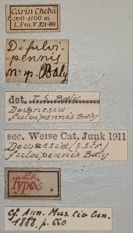 Downesia fulvipennis Ex-T Labels.jpg