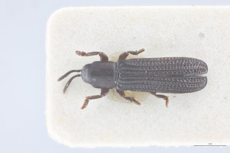 Downesia garambae M Pt D.jpg