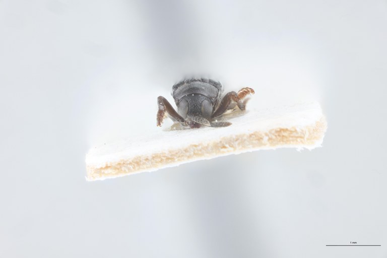 Downesia garambae M Pt F.jpg