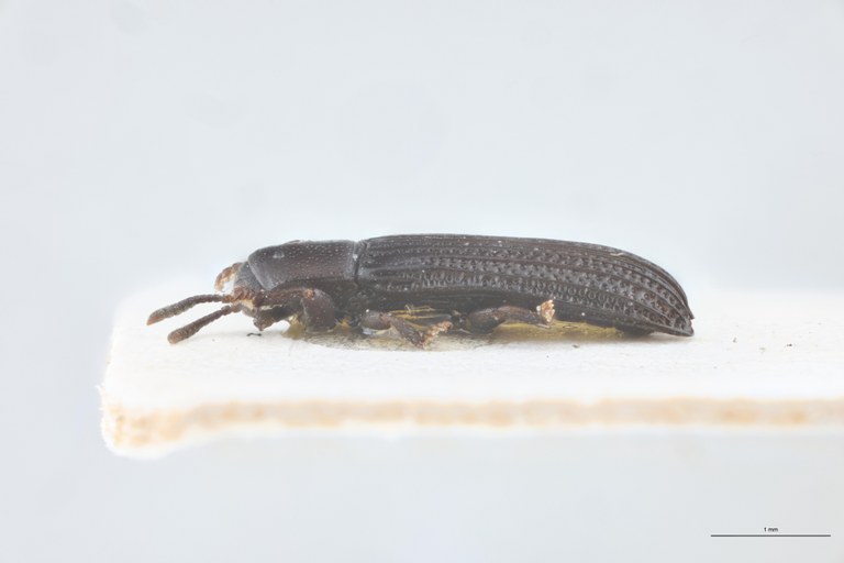 Downesia garambae M Pt L.jpg